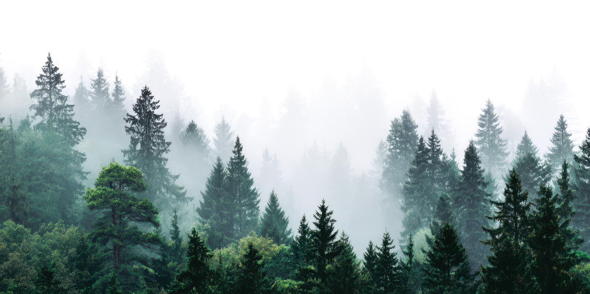 Bg forets